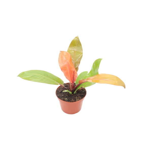 Philodendron 'Prince of Orange' - 6" from California Tropicals