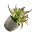 thumbnail image 1 of Suculenta Artificial Yuarrent Rosa Purpura Plástico Durabilidad Duradera Bajo Mantenimiento, 1 of 6