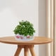 thumbnail image 4 of 4 maceteros hidropónicos de plástico, decorativos, para plantas, tipo pecera, 4 of 8