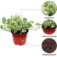 thumbnail image 3 of Live Combo 4 Pothos, Pearls and Jade, Marble Queen, Golden & Jade, Office Gift, Floral Inspiration, Thank You Gift, Birthday Gift, Christmas Gift in 6" Pots, 3 of 9
