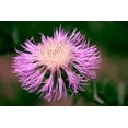 thumbnail image 6 of 25 AMERICAN ROSE (Centaurea Aloha / American Starflower / American Basket Flower / America Starthistle) Centaurea Americana Flower Seeds, 6 of 8