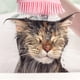 thumbnail image 1 of Cepillo De Limpieza Mascota perro masaje champú cepillo gato baño ducha cepillo limpieza peine (rosa) Wdftyju Libre de BPA, 1 of 4