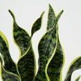 thumbnail image 6 of 17 inch Artificial Snake Plant Potted Sansevieria Trifasciata Plants Outdoor Fake Plants in White Pots, 6 of 7