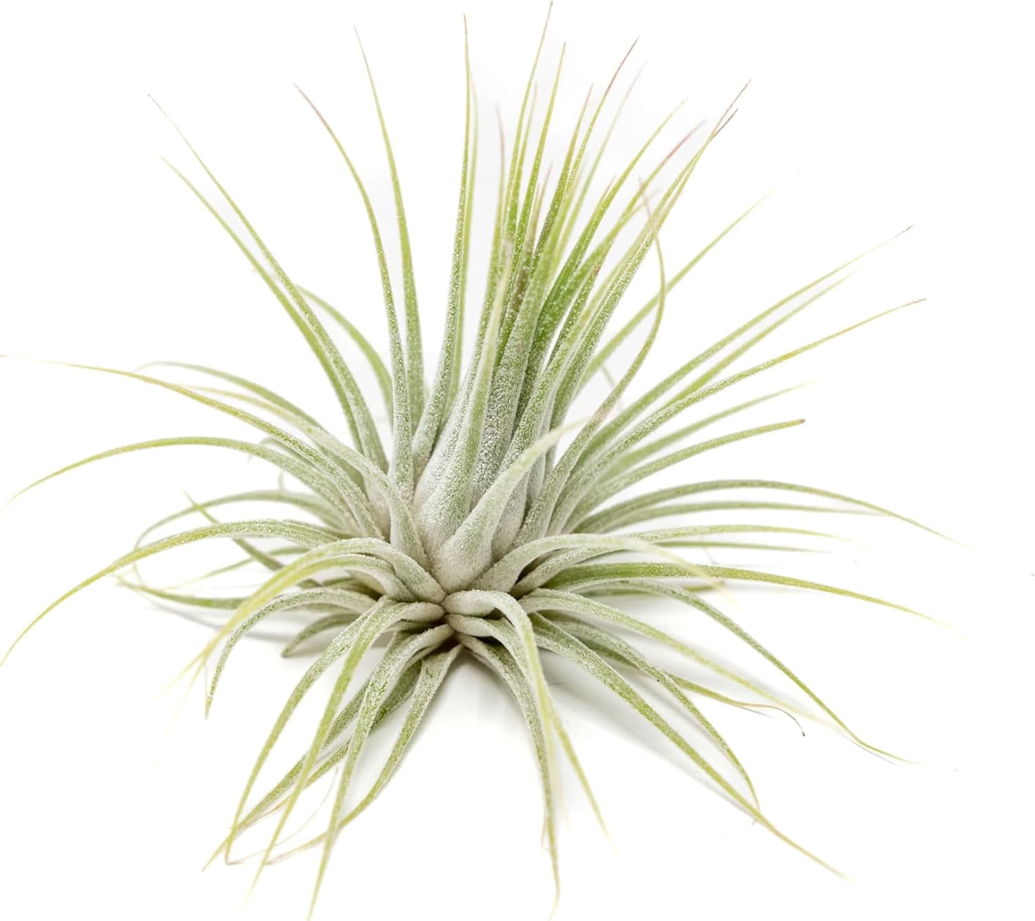Air Plant Shop XL Tillandsia Ionantha Guatemala- Wholesale and Bulk - Succulents - Live Tillandsia - Easy Care Indoor and Outdoor House Plants (Pack of 5)