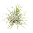 thumbnail image 3 of Air Plant Shop XL Tillandsia Ionantha Guatemala- Wholesale and Bulk - Succulents - Live Tillandsia - Easy Care Indoor and Outdoor House Plants (Pack of 10), 3 of 8