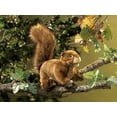 thumbnail image 2 of Red Squirrel Puppet (Other), 2 of 4