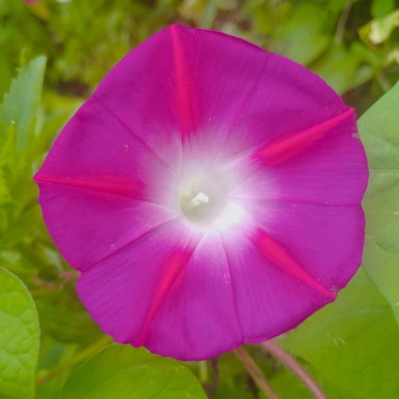 Eden Brothers Morning Glory Seeds - Scarlett OHara, Non-GMO Seeds for Planting, 1/4 lb | Low-Maintenance Flower Seeds, Plant During Spring, Zones 1, 2, 3, 4, 5, 6, 7, 8, 9, 10