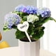 thumbnail image 4 of 50 etiquetas de madera en forma de T para semillas de plantas de vivero, etiquetas para macetas Corazón, 4 of 9