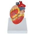 thumbnail image 6 of Axis Scientific 2-Part Life-Size Canine Heart Anatomy Model - Detailed Canine Heart Anatomy Model for Veterinarians, Teachers, Students -Includes Study Guide - Durable and Realistic, 6 of 10