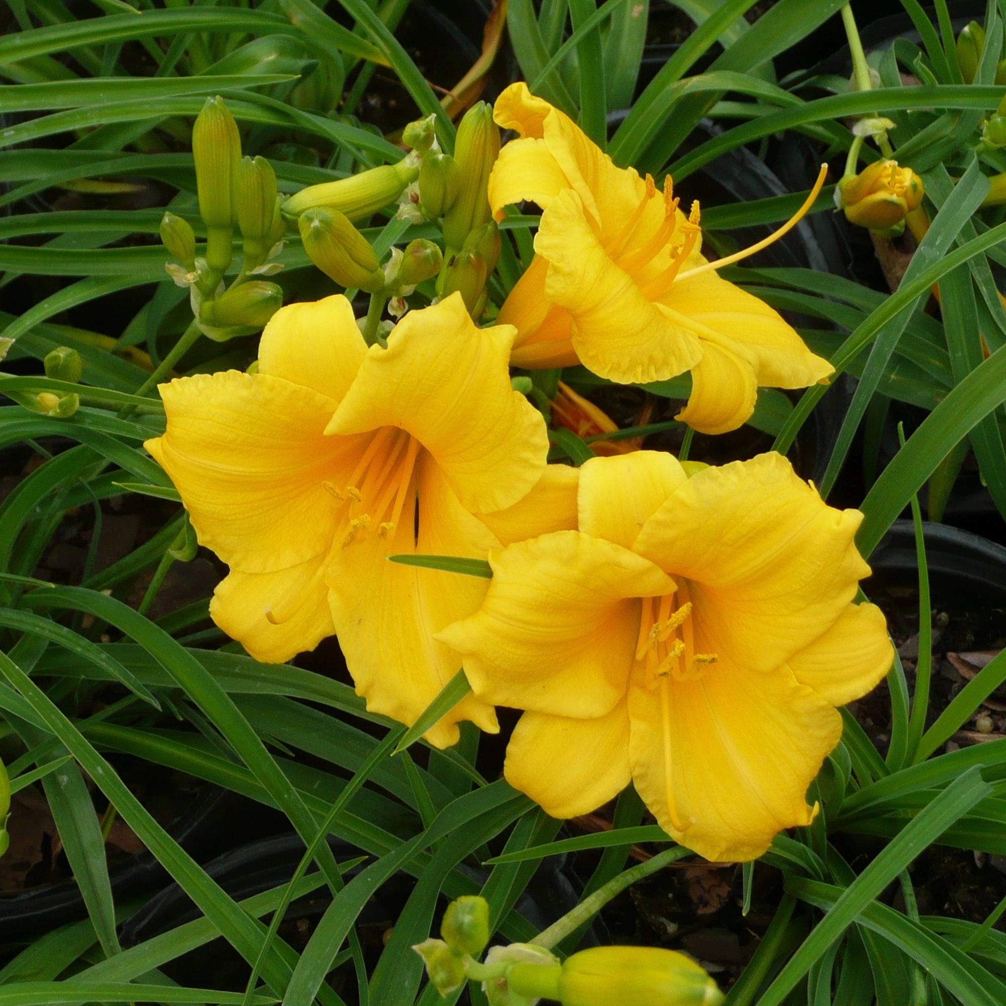 Southern Living Stella Daylily Live Shrub in 1-Gallon Grower Pot