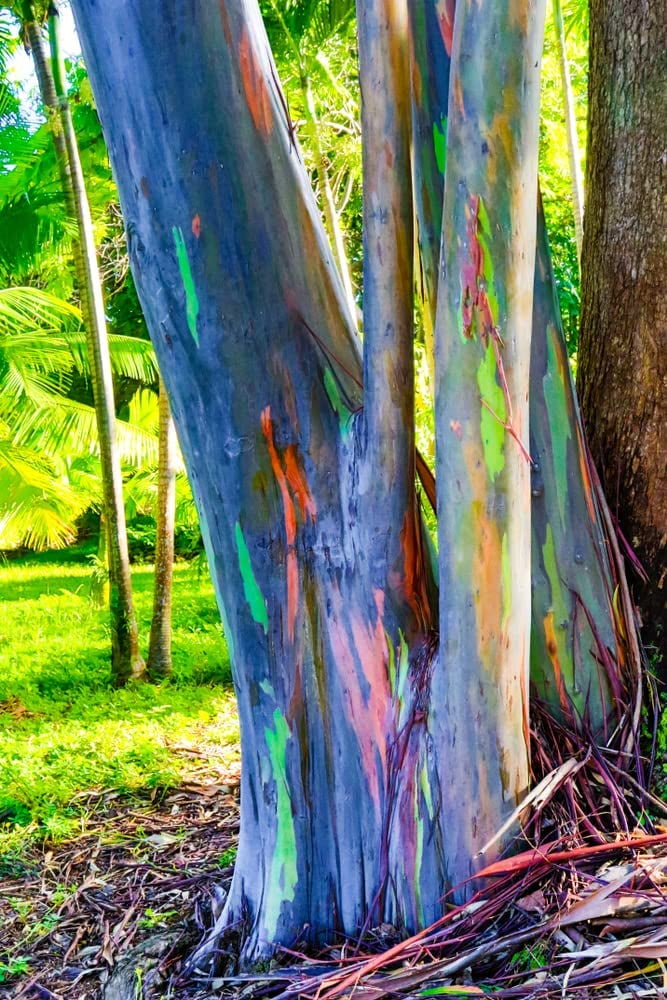 CZ Grain Rainbow Eucalyptus Tree Seeds, 50 Fresh Seeds, Stunning  Multicolored Trunk, Growing Tips - Walmart.com