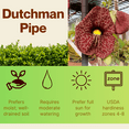 thumbnail image 4 of Pack 2 Dutchman’s Pipe Climbing Vine Plants Live, Dormant Tropical Foliage Flowers, 6-12 Inches, 4 of 5