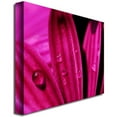 thumbnail image 2 of Trademark Fine Art "Purple Daisy Macro" Canvas Art by Kurt Shaffer, 2 of 2