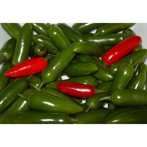 Serrano Hot Pepper Plant - Great for Salsa! - 4" Pot