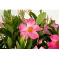 thumbnail image 4 of Island Blooms Mandevilla Pink Live Plant in 3 Quart Hanging Basket – Full Sun, 4 of 6