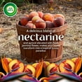 thumbnail image 3 of Air Wick Vibrant Plug-In Scented Oil Air Freshener Warmer Refills, Nectarine and Paradise Flower, 5 Count, 3 of 9