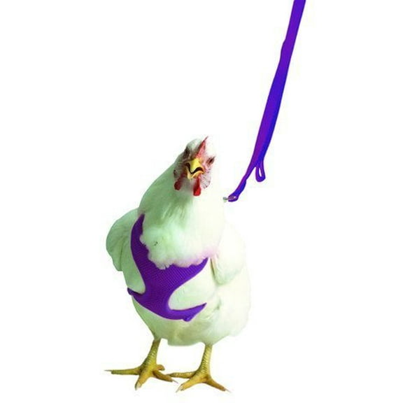Valhoma Chicken Harness "Hen Size" - PLUS 6 FT Matching Chicken Leash Purple