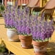thumbnail image 5 of Simulation Morning Glorys Plastic Flowers Simulation Flower Bouquet Outdoor Holiday Decoration Home Garden Artificial Flower, 5 of 6