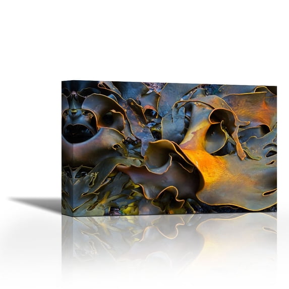 Bull Kelp close-up, Falkland Islands - Contemporary Fine Art Giclee on Canvas Gallery Wrap - wall décor - Art painting - 26 x 17 Inch - Ready to Hang