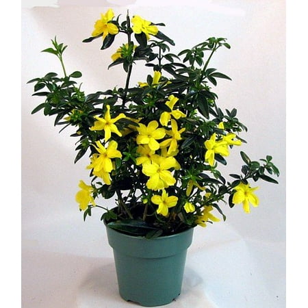 Pink Jasmine Vine - 9GreenBox - Carolina Jasmine - 4