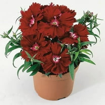 Dianthus Diana Crimson F1 Seed