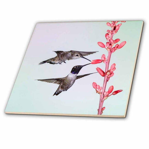 3dRose, Black-chinned Hummingbird adult males feeding, 4 Inch Ceramic Tile