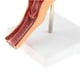 thumbnail image 3 of Removable 2 Parts 1:1 Human Female Uterus Ovary Vagina Anatomical Model, 3 of 5