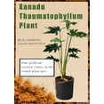 thumbnail image 7 of Serene Spaces Living Artificial Xanadu Philodendron in Pot, 17" Tall, Green, 7 of 7