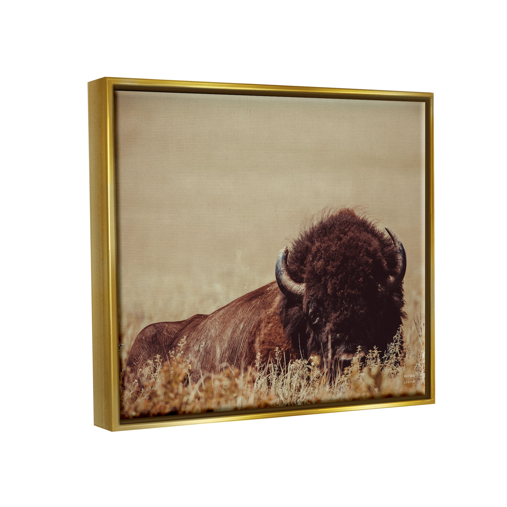 Stupell Industries Resting Bison Photography Animals & Insects Photography Gold Floater Framed Canvas Art Print Wall Art, 21 x 17