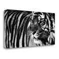 thumbnail image 2 of Tangletown Fine Art Tiger Eyes by Xavier Ortega Poster Frame - 17 x 34 x 1.5 in., 2 of 2