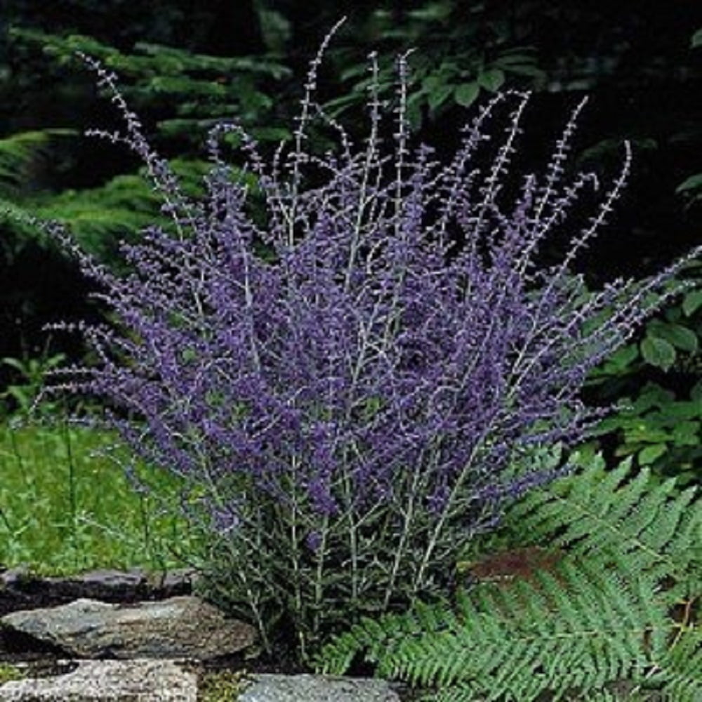 Russian Sage Plant Perovskia atriplicifolia HARDY