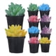 thumbnail image 1 of 10 Uds Mini casa Cactus suculento plantas pequeñas modelo pequeñas suculentas en maceta, 1 of 6