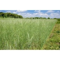 Elbon Rye Grain Seed - 5 Lbs.