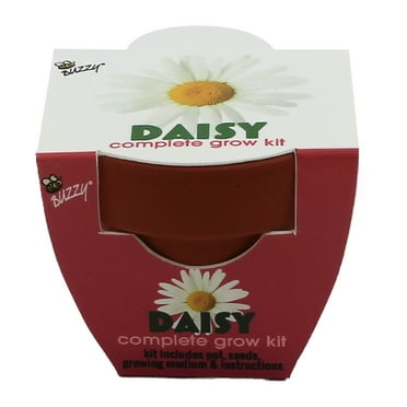 Buzzy Daisy Flower Grow Kit Mini Terracotta Pot Item 97716