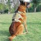thumbnail image 2 of Escape Proof Dog Harness for Heavy Breeds, Adjustable Training Harness for Hiking and Daily Use, Durable Material, 2 of 5