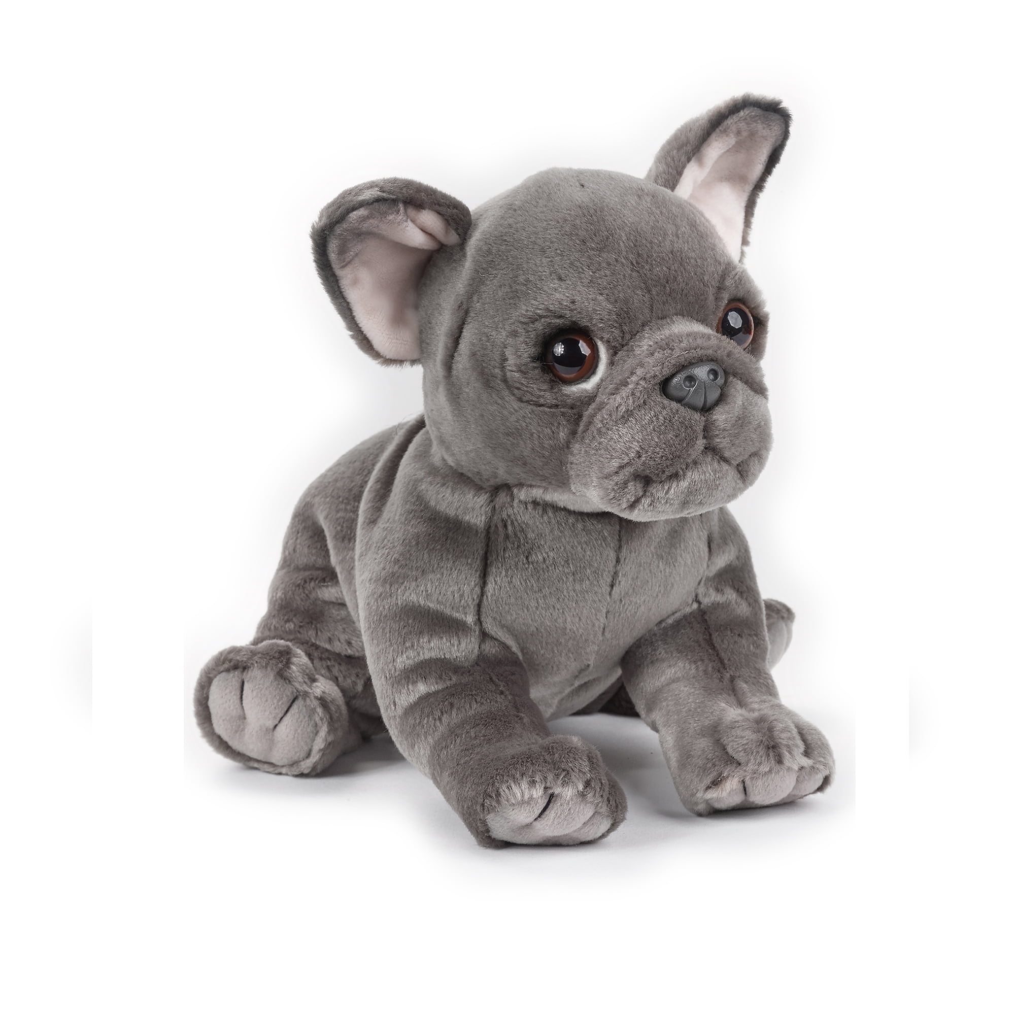 Lelly - National Geographic Blue French Bulldog, Sitting 