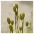 thumbnail image 3 of Everwilde Farms - 1 lb Tall Thimbleweed Native Wildflower Seeds - Gold Vault Bulk Seed Packet, 3 of 3