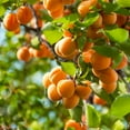 thumbnail image 2 of Brighter Blooms - Harcot Apricot Tree, 3-4 ft. - No Shipping to AK, AZ, CA, CO, HI, ID, LA, OR, WA, 2 of 3