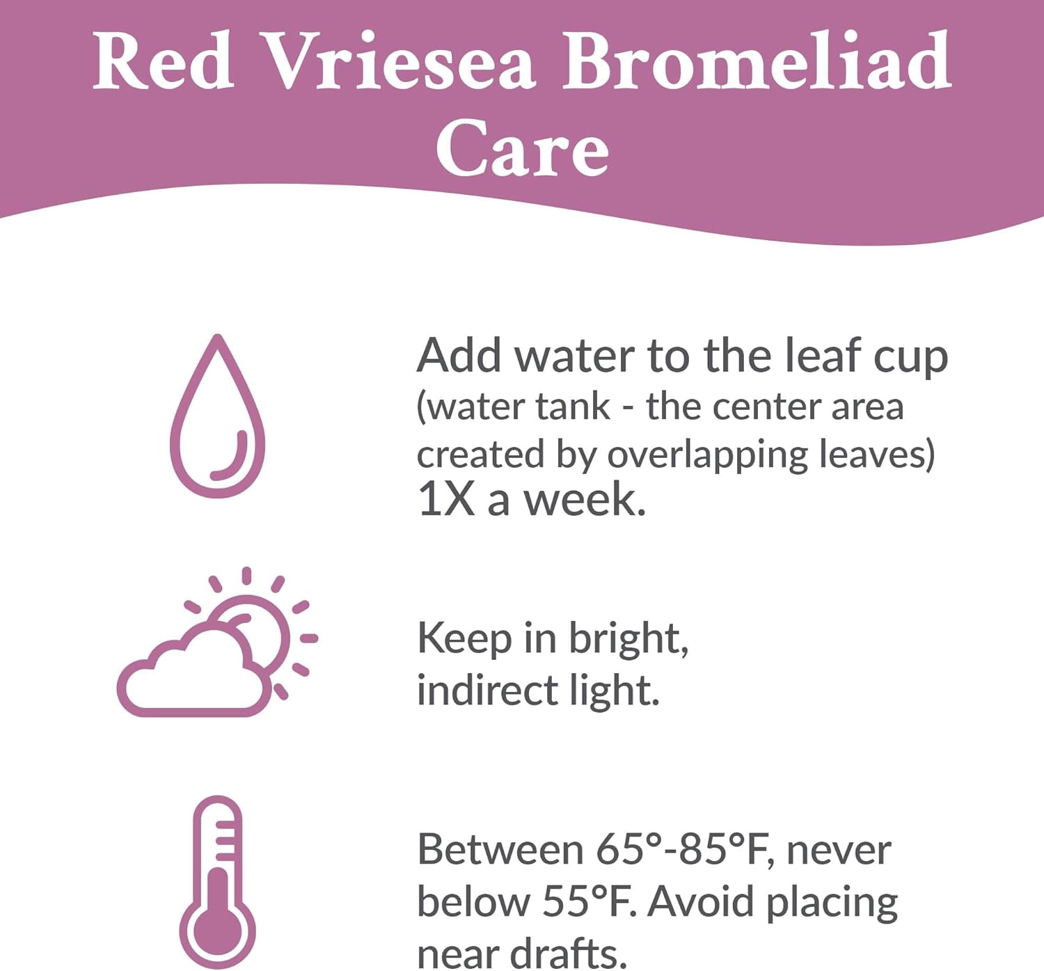 Just Add Ice 15" Tall Red Vriesea Bromeliad in 5" Red Ceramic Pot, Live Plant, Indirect Light, Indoor House Plant
