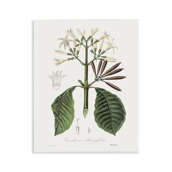 Stupell Industries Vintage Flora Study Floral Painting Unframed Art Print Wall Art, 11 x 14