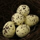 thumbnail image 1 of 1 Paquete de Huevos de Pájaro Artificiales, Manualidades, Decoración para hogar, Modelo , Juguete 16 pulgadas Colco Huevos de Pájaro Artificial, 1 of 8