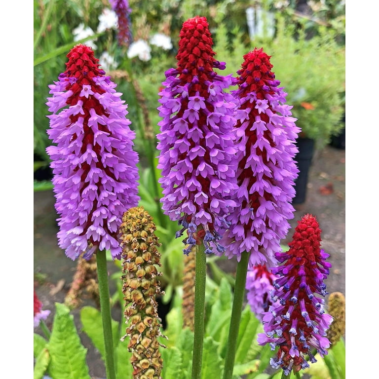 20 Exotic Planting Orchid Primrose Primula Vialii Red Hot Poker