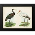 thumbnail image 2 of Unknown 24x19 Black Modern Framed Museum Art Print Titled - Antique Waterbirds I, 2 of 5
