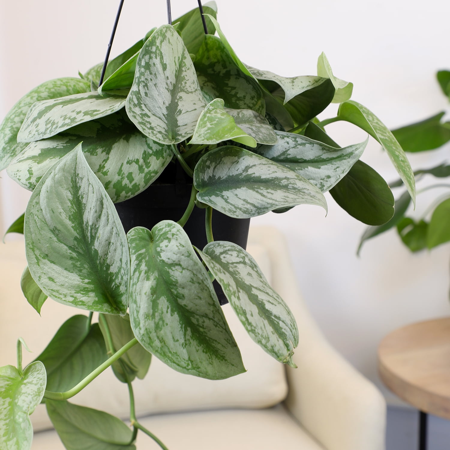 Altman Plants 11.00" Woven Houseplant Satin Pothos, Hanging Basket Plant with Tropical Vibes