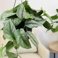 thumbnail image 3 of Altman Plants 11.00" Woven Houseplant Satin Pothos, Hanging Basket Plant with Tropical Vibes, 3 of 11