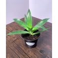 thumbnail image 4 of MicroStarts Live Blue Flame Agave Succulent Plant in 4 inch pot (1 count), 4 of 6