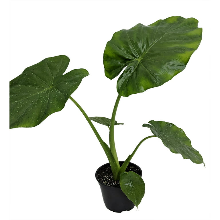 Fausse plante d'Alocasia calidora 60cm