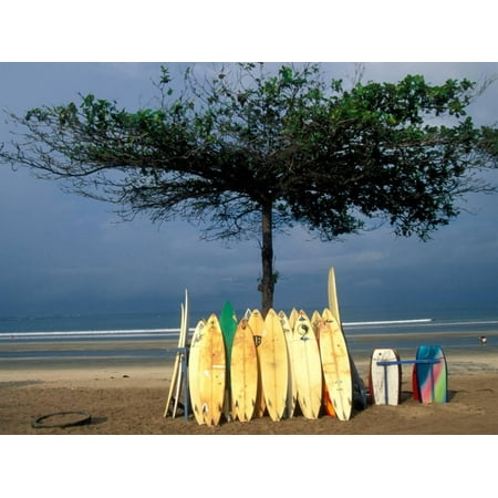 Surfboards Lean Against Lone Tree on Beach in Kuta, Bali, Indonesia Print Wall Art By Paul