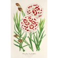 thumbnail image 2 of Charles Antoine Lemaire 17x24 Gold Ornate Framed and Double Matted Museum Art Print Titled - Dianthus Verschaffeltii (1854-1896), 2 of 4