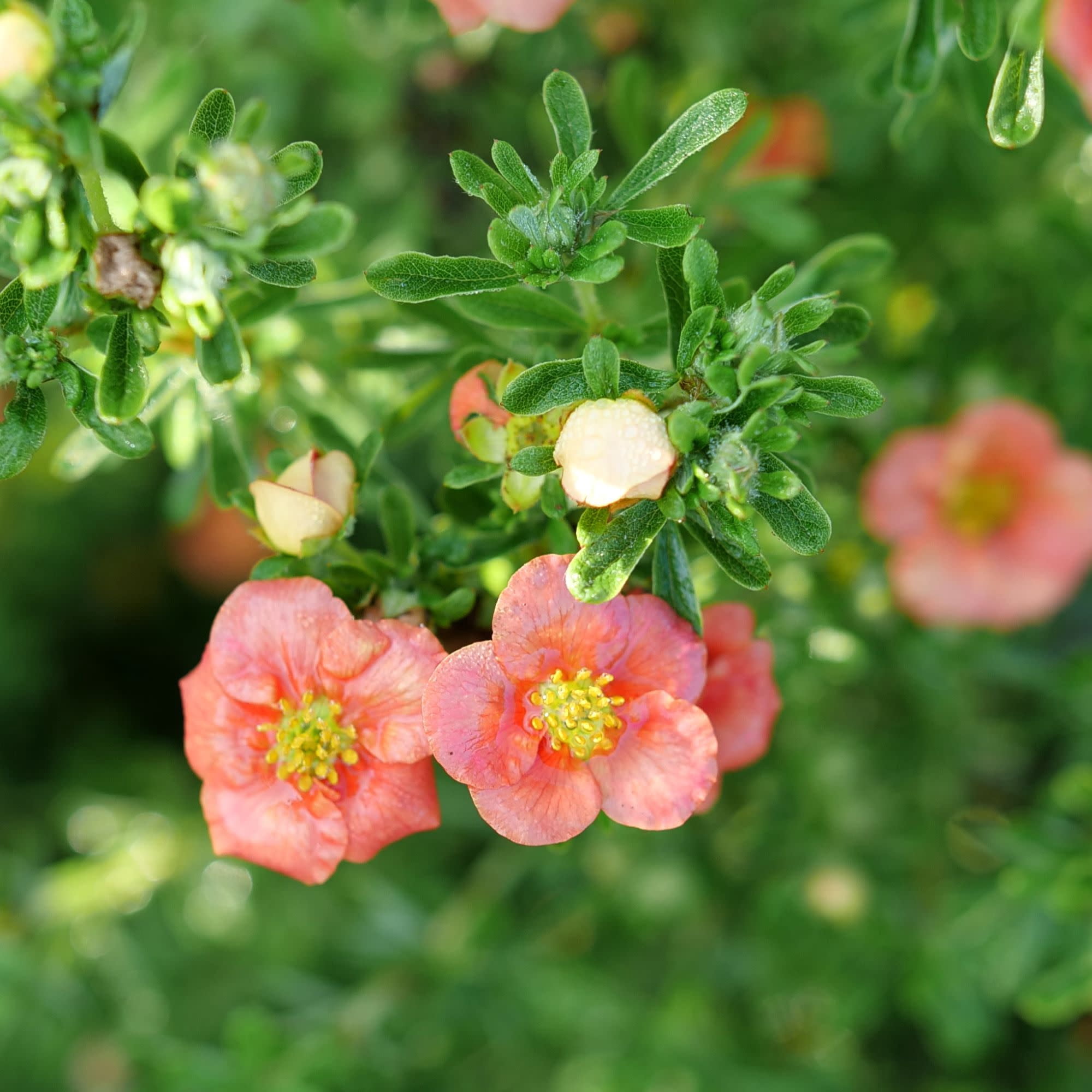 Proven Winners ColorChoice 5" Happy Face Orange Potentilla Live Plant in 4.5" Pot (4 Count)